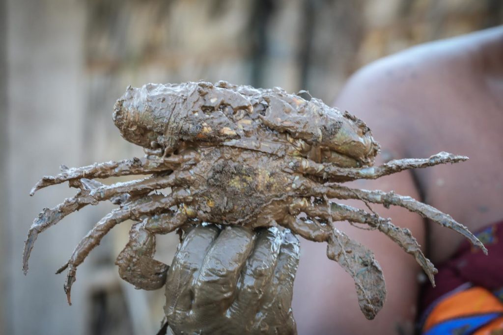 Crabe de mangrove (c) WWF