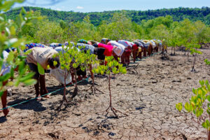 Site de restauration de mangrove à Ankazomborona, dans la région Boeny